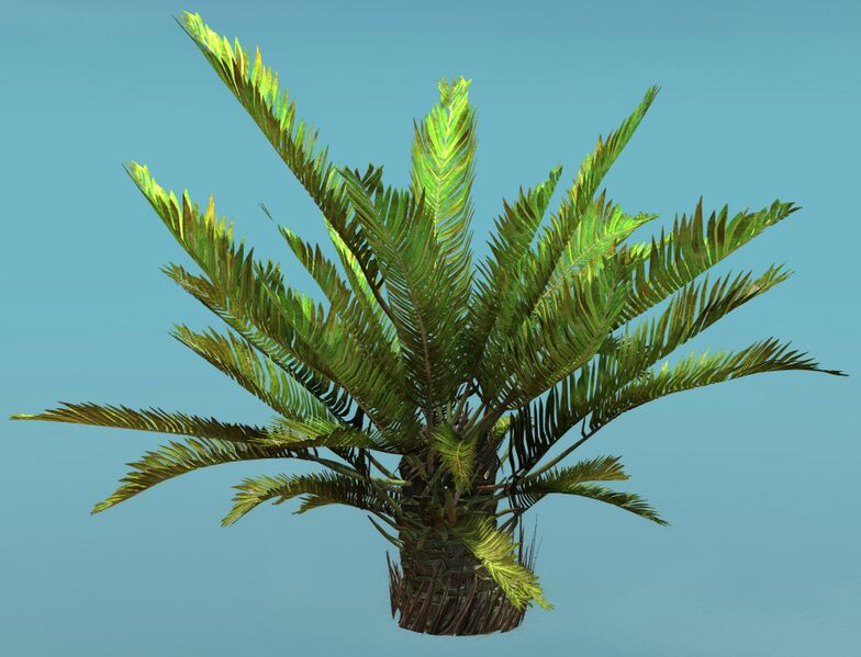 File:Island Fern (Large).jpg