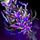 Branded Sword.png