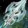 Lightborne Mace.png