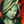 Mini Caithe.png