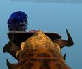 Appearance on a male charr.