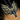 Ancient Ebon Vanguard Amulet.png
