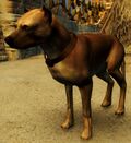 Drakehound Tracker.jpg