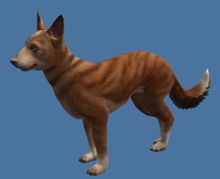 Mini Brindle Basenji.jpg