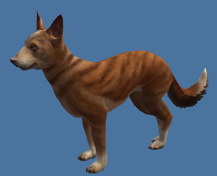 File:Mini Brindle Basenji.jpg