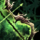 Old-Growth Longbow.png