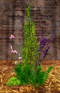 Verdant Herbs.jpg
