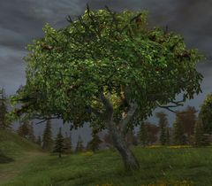 Apple Tree.jpg