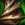 Feathered Mantle.png