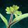 Germinate Carrots.png