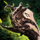 Old-Growth Shield.png