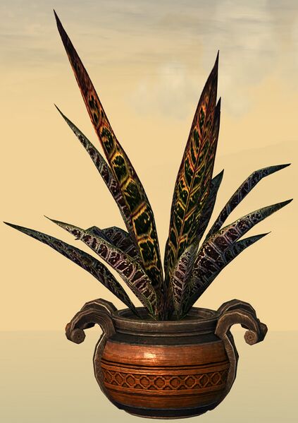File:Potted Djinn's Tongue front.jpg