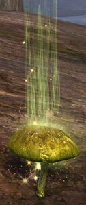 Ripe Shrinkcap.jpg