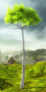 Ekku Sapling.jpg