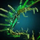 Skeletal Wings Glider.png