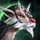 Bearded Broadtail Raptor.png