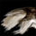 Patch of Fur.png
