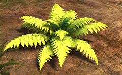Suspicious Fern.jpg