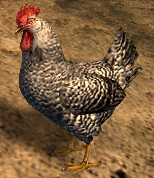 File:Barred Chicken.jpg