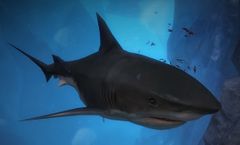Legendary Bloodstone-Crazed Shark.jpg