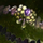 Orsippus Friendship Bracelet.png