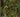 Trader's Green map.jpg