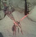 Fallen Furfly.jpg
