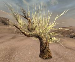 Mebahya Sapling.jpg