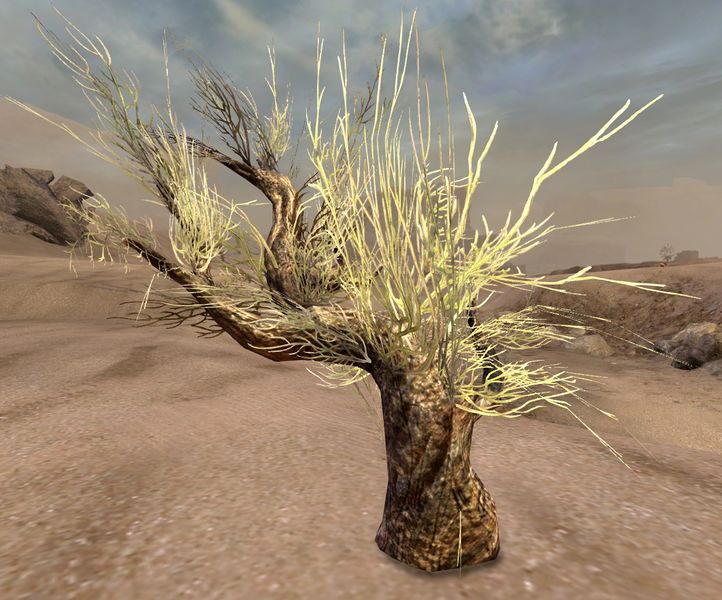File:Mebahya Sapling.jpg
