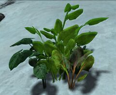 Potato (node).jpg