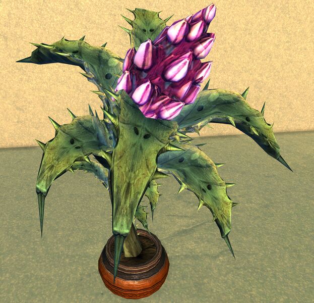 File:Potted Fruiting Night Thistle.jpg