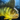 Yellow Perch