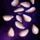 Cultivated Sesame Seed.png