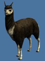 Mini Black Llama.jpg