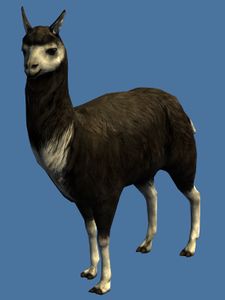 Mini Black Llama.jpg