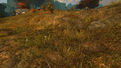 Obscured Tiger Tracks.jpg