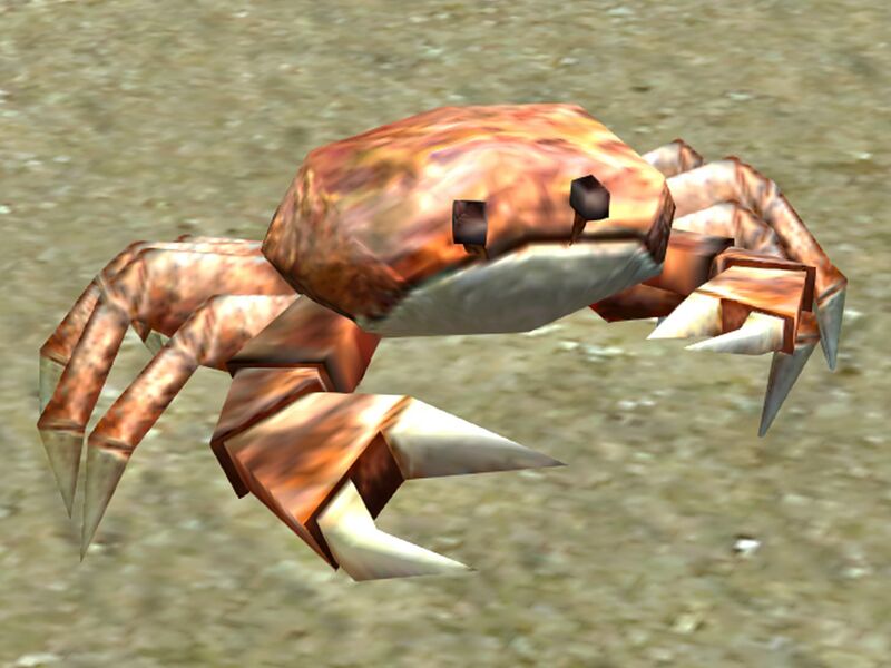 File:Tropical Crab.jpg