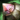 Galvanic Epaulets.png