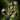 Ancient Boreal Staff.png