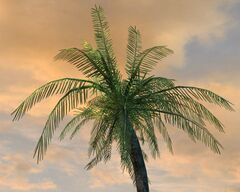 Loose Coconut.jpg