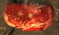 Thumbnail for version as of 01:29, 13 March 2025