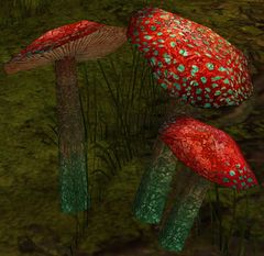 Tasty Mushroom.jpg