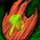 Burning Forest Crest.png