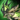 Exalted Glider.png