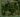 Overgrown Thicket map.jpg