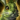 Mini Green Springer Kit.png