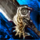 Pact Avenger2.png