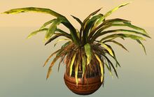 Potted Jungle Grass.jpg