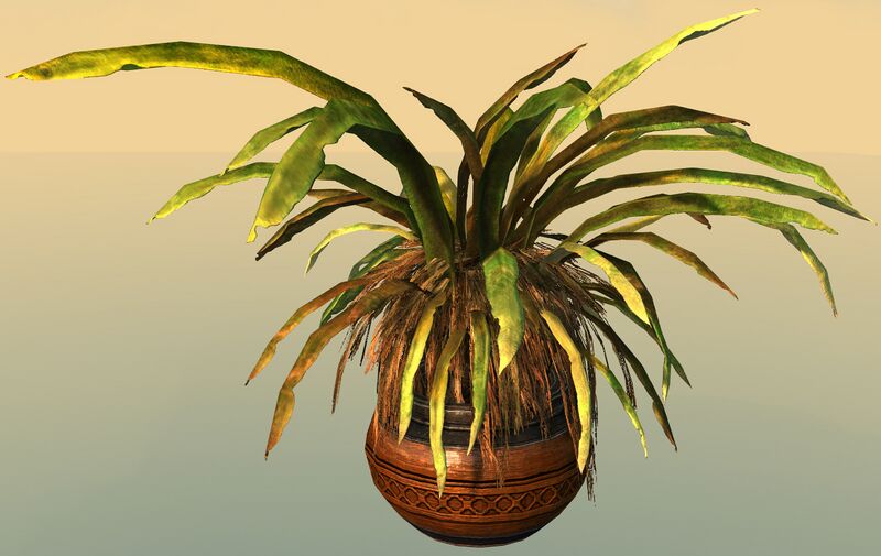 File:Potted Jungle Grass.jpg