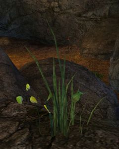 Weeds.jpg